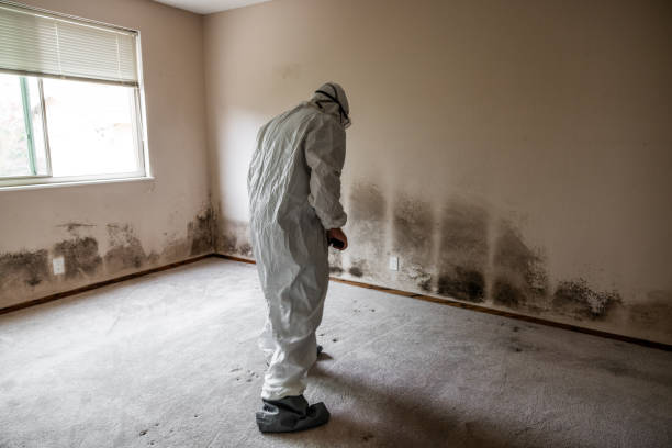 Trusted Manhattan, KS Mold Removal Experts